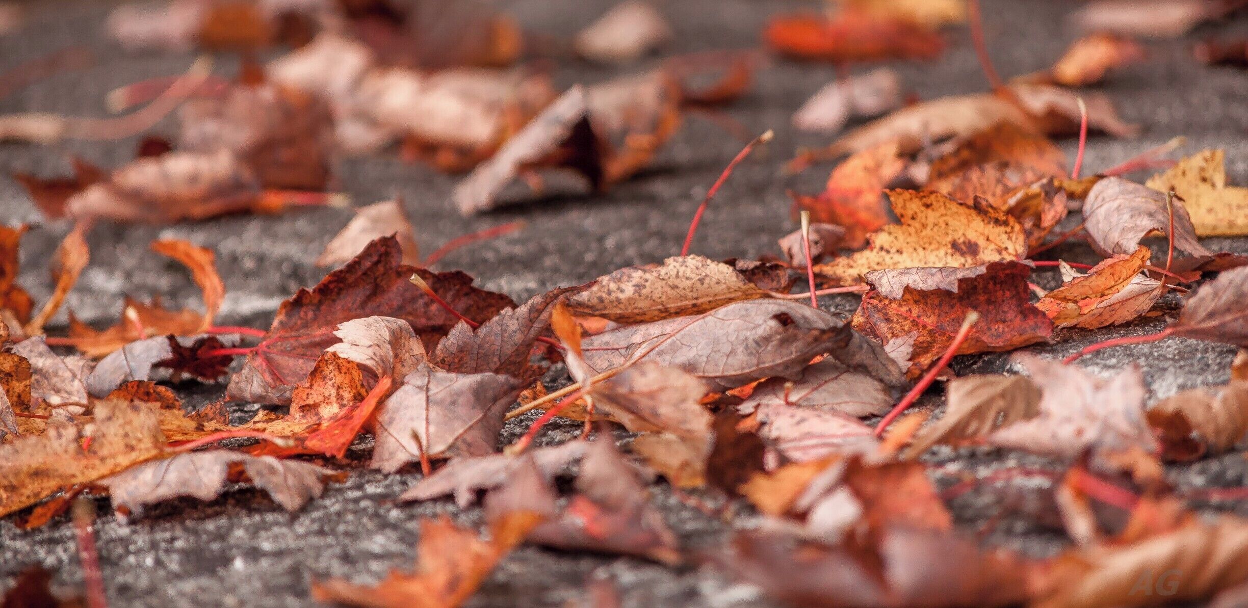 "The Fallen"

It's the time of the year again where Nature is at it's most colorful. Nowhere are the sights prettier than on the Blue Ridge Parkway in North Carolina. If you're planning a road trip for Fall, now is the time since around 80-90% of the leaves have changed colors. 

#Fall #Autumn #BRP #NC #NorthCarolina #USA #Colors #Leaves #Colorful #weekend #hiking #treetrove #roadtrip 