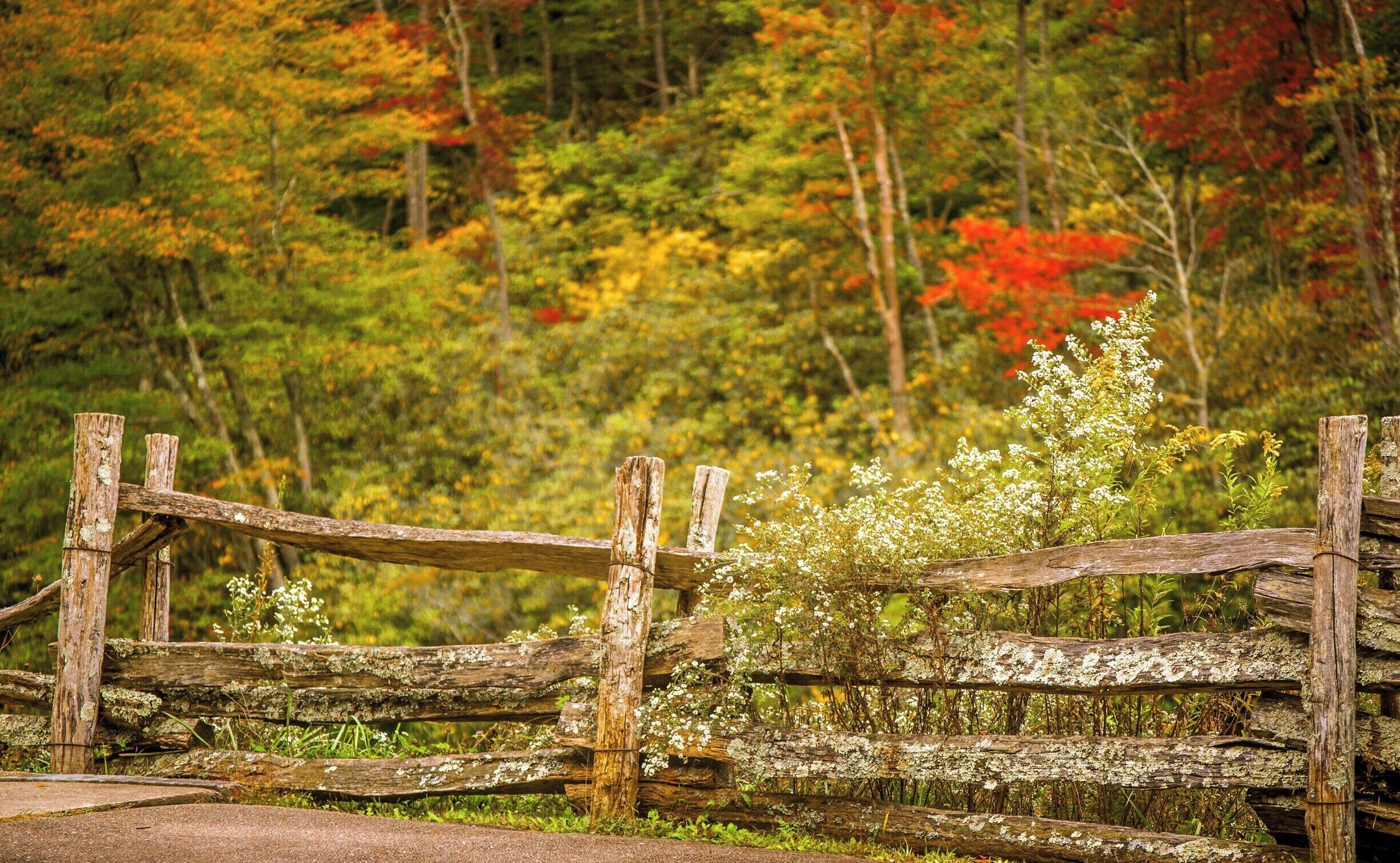 Taken in the Fall of 2014 somewhere on the Blue Ridge Parkway, close to Julian Price Lake. Fall of 2014 was my first time seeing proper Fall colors and I must say it is an absolute visual treat. There are virtually hundreds of photographic compositions available off the roads and trails. I am looking forward to heading back there this year in a few weeks time.
#Colorful #BlueRidgeParkway, #NC, #USA, #Fall, #Fence, #JulianPriceLake #hiking #weekend #roadtrip #treetrove 