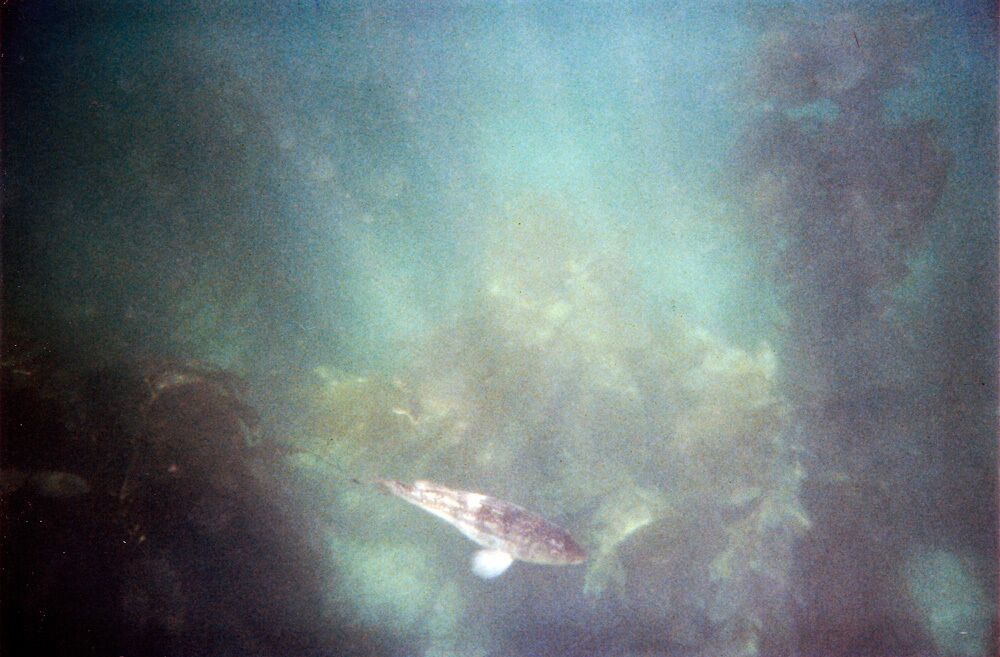 Lover's Cove is a protected marine preserve located in Avalon on Catalina Island. It is the perfect place for snorkeling due to it's clear waters and abundance of plant and animal life.

Read more: http://quietgirlnoisycity.com/snorkeling-catalina/