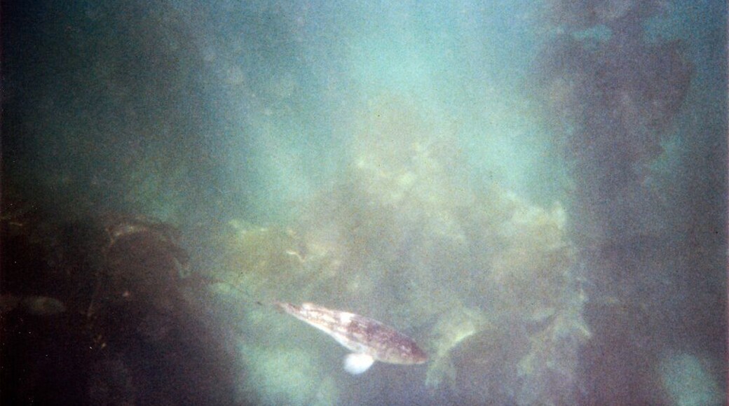 Lover's Cove is a protected marine preserve located in Avalon on Catalina Island. It is the perfect place for snorkeling due to it's clear waters and abundance of plant and animal life.
Read more: http://quietgirlnoisycity.com/snorkeling-catalina/