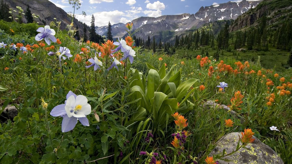 A mountainous landscape with wildflowers, including purple, white, and orange blooms, and a clear sky.