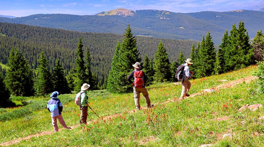 Hikers and wildflowers on Colorado's Shrine Ridge Trail near Vail Pass.