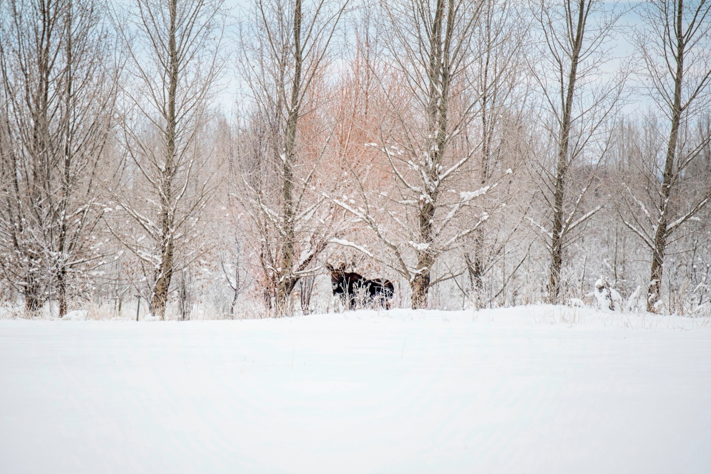 Nothing like waking up to see a moose out your kitchen window! He crossed the street and made his way to the tree grove across the street!