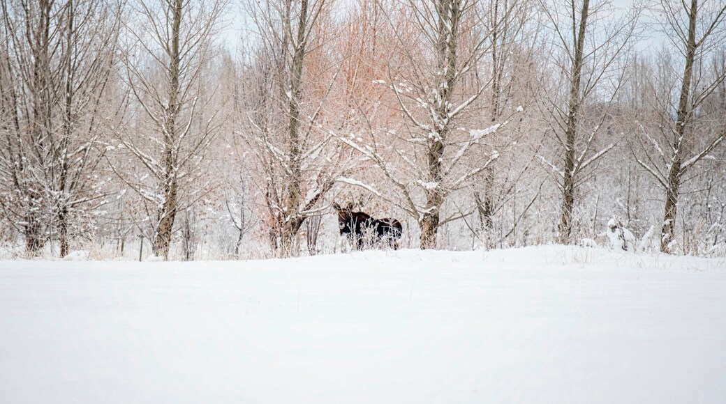 Nothing like waking up to see a moose out your kitchen window! He crossed the street and made his way to the tree grove across the street!