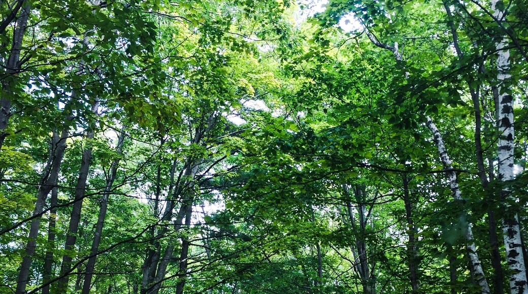 Wish I could see this in fall colors but this would do for now! Include it in your road trip around Michigan! #lifeatexpedia