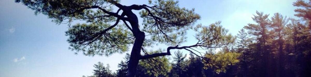Isolated tree in Boulder Field