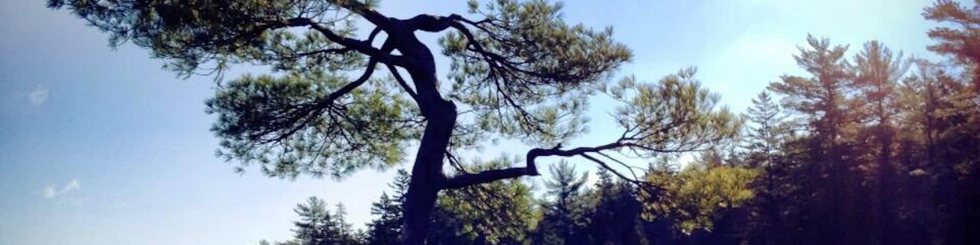 Isolated tree in Boulder Field