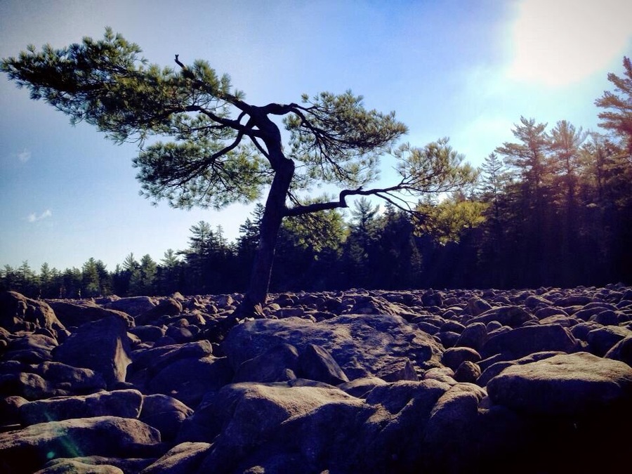 Isolated tree in Boulder Field