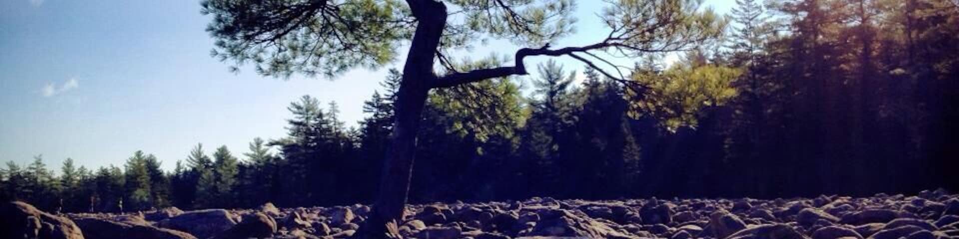 Isolated tree in Boulder Field