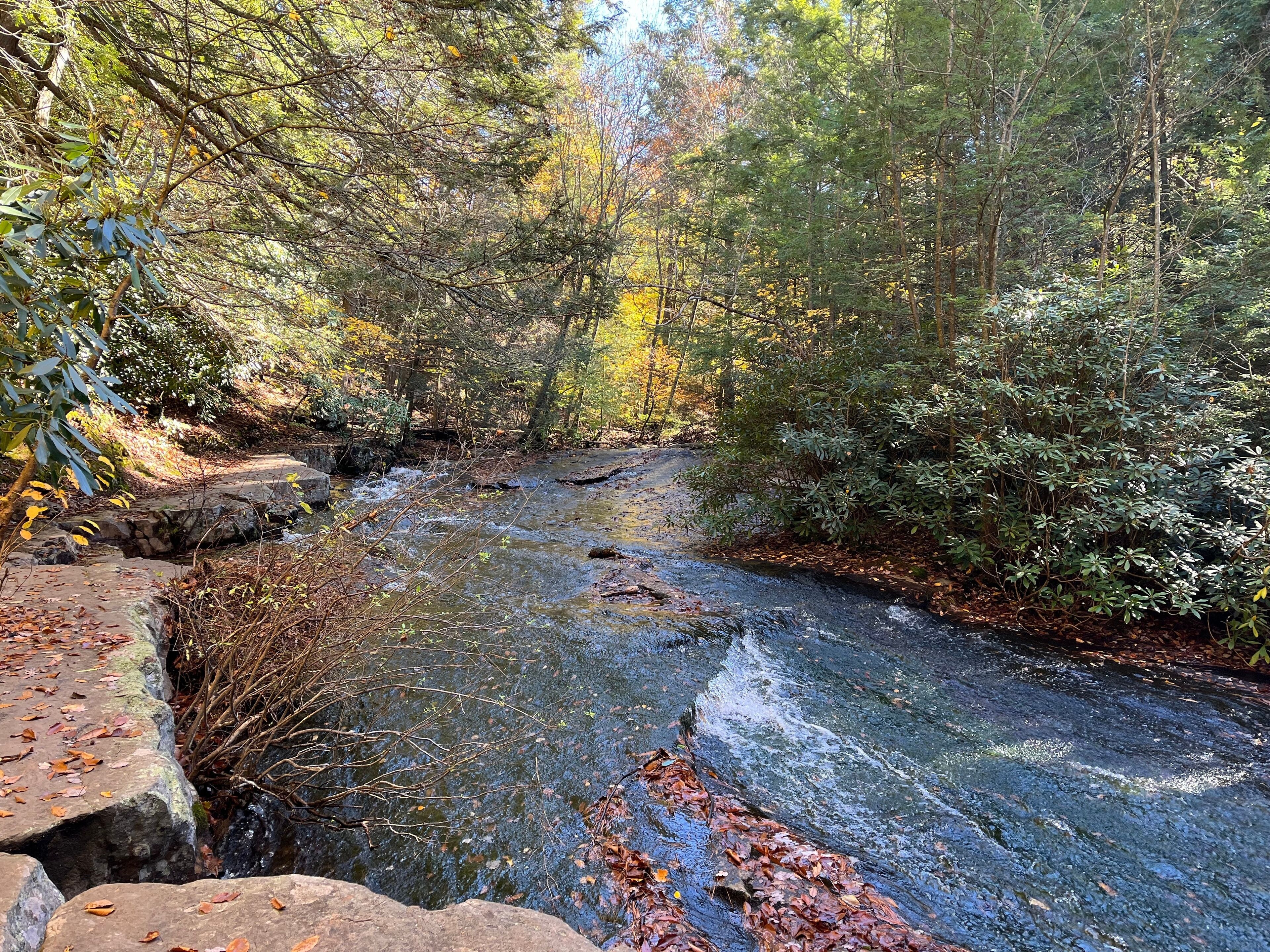 A river flowing through a forest with a stone bridge and dense trees.