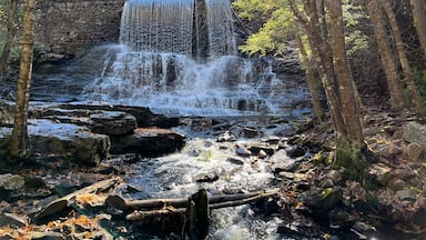 Una cascada fluye sobre una pared de piedra en una zona boscosa.