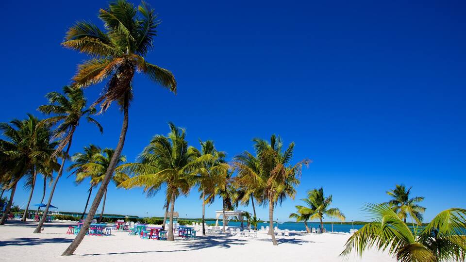 Una spiaggia con palme e comode sedie a sdraio sotto un cielo azzurro.