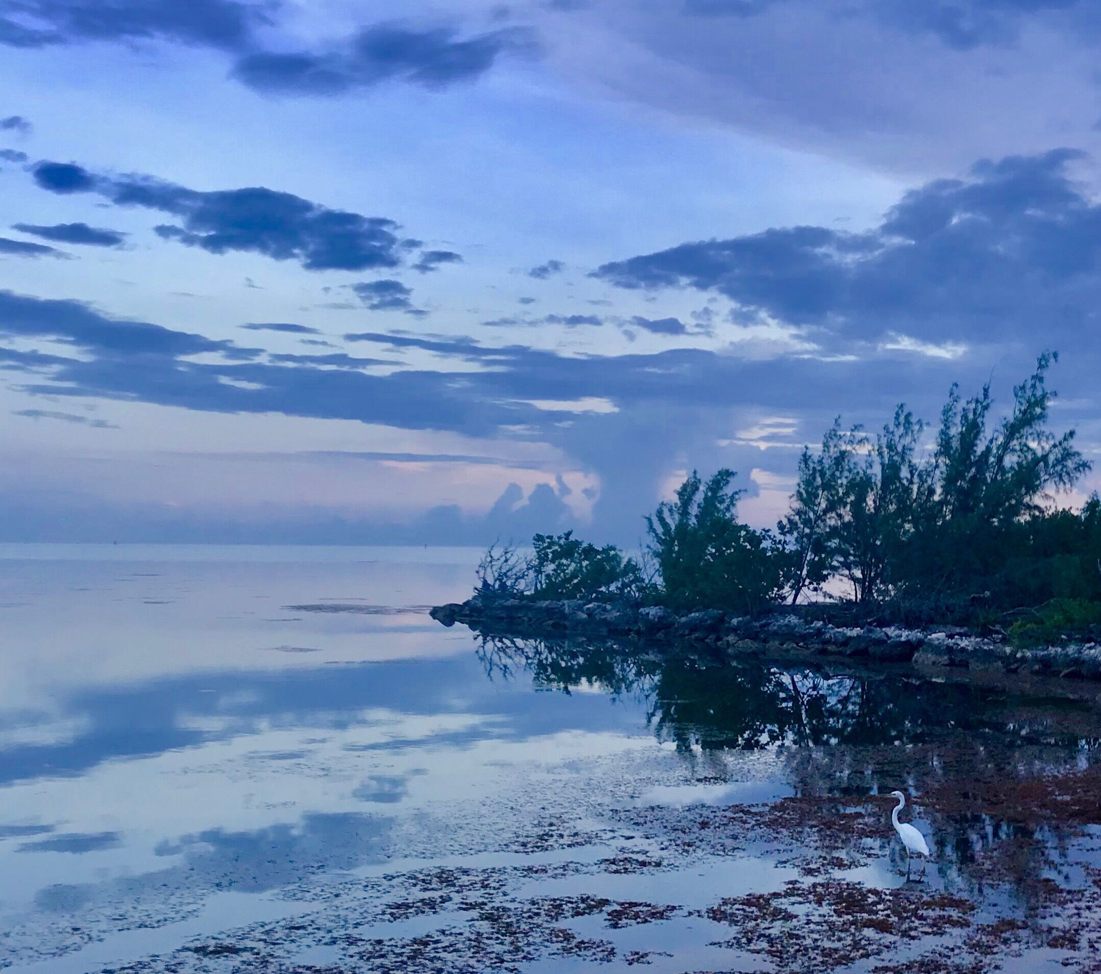 Sunset in the Florida Keys while an egret looks for a snack!