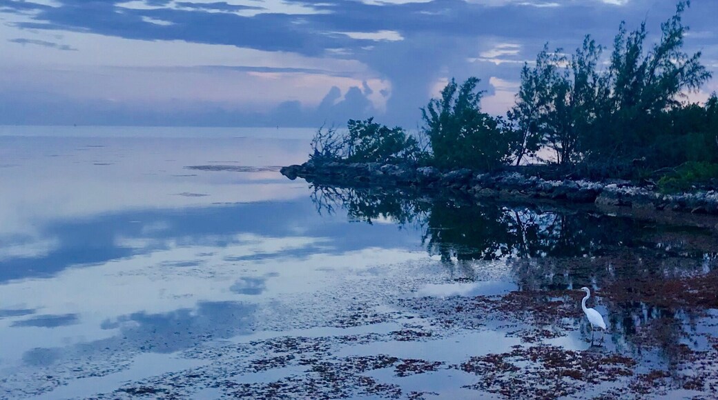 Sunset in the Florida Keys while an egret looks for a snack!