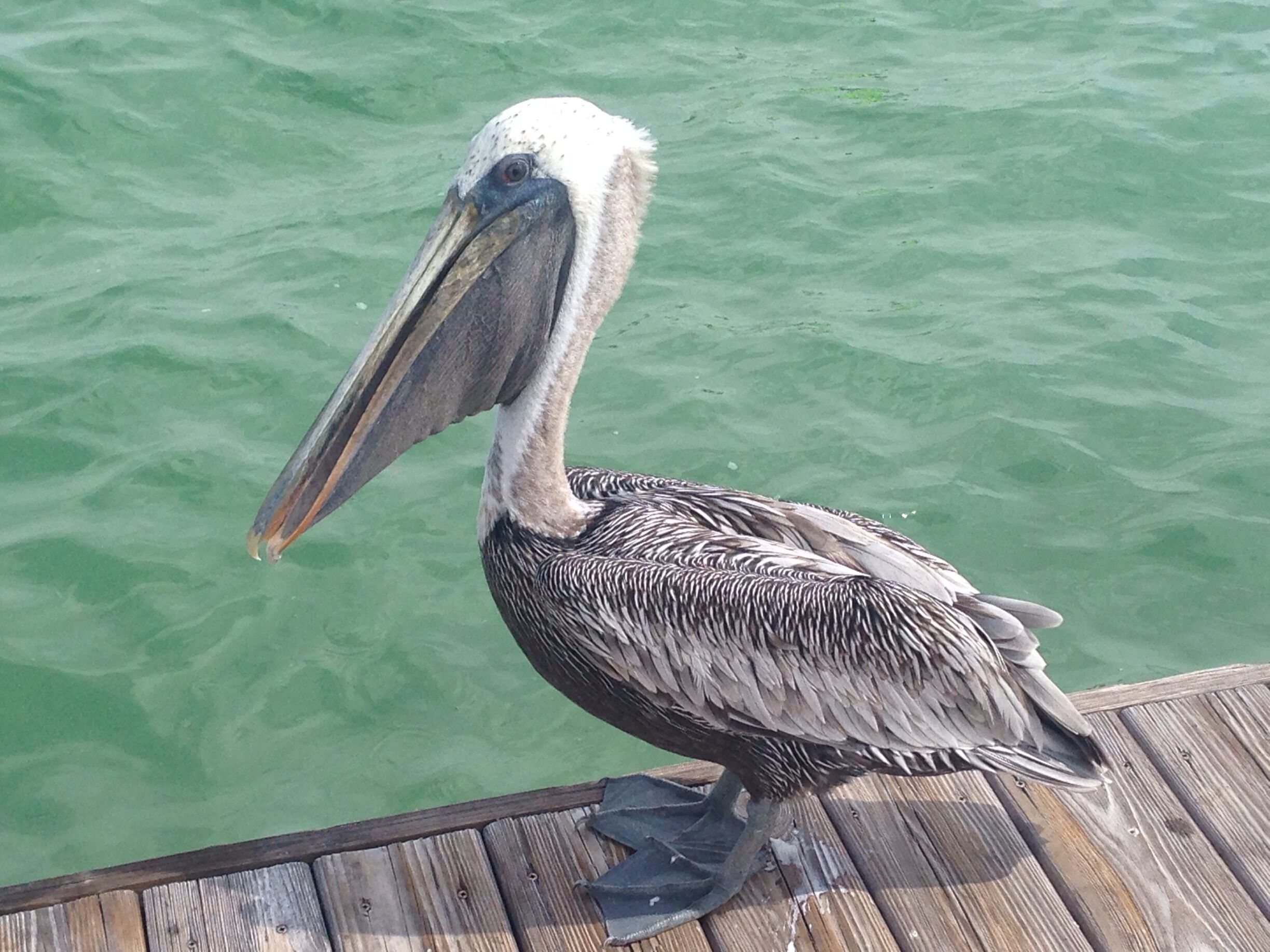 Pelican posing for the camera in Islamorada, Florida, in the Florida Keys.