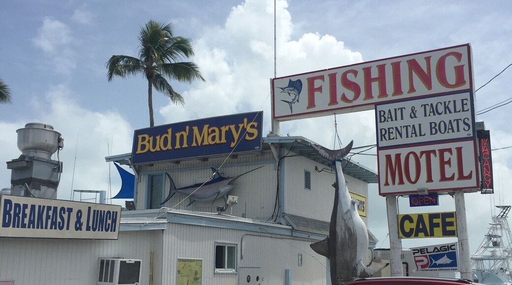 Worlds best tarpon fishing marina!! They grow 8 feet and are scary looking, feed them rite from the Dock!