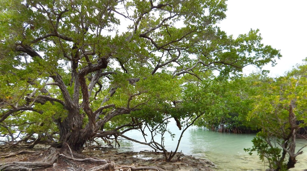 3/4 of a mile paddle from islamorada. There are still ruins and one grave with historic markers from the early settlements of Indians, spanish and american ship wreckers. The island is accessible by paddling or boat.