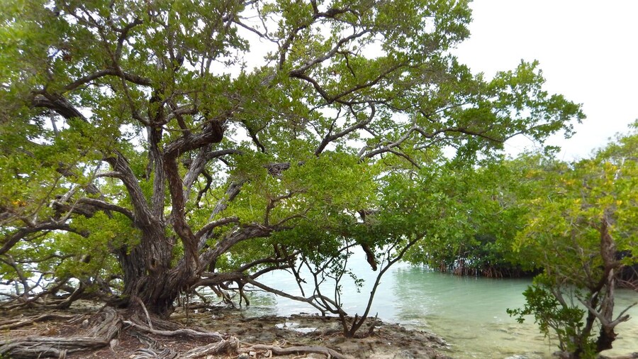 3/4 of a mile paddle from islamorada. There are still ruins and one grave with historic markers from the early settlements of Indians, spanish and american ship wreckers. The island is accessible by paddling or boat.