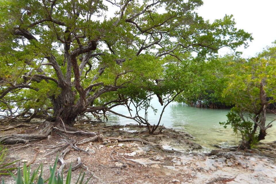 A mangrove tree with roots in shallow water.