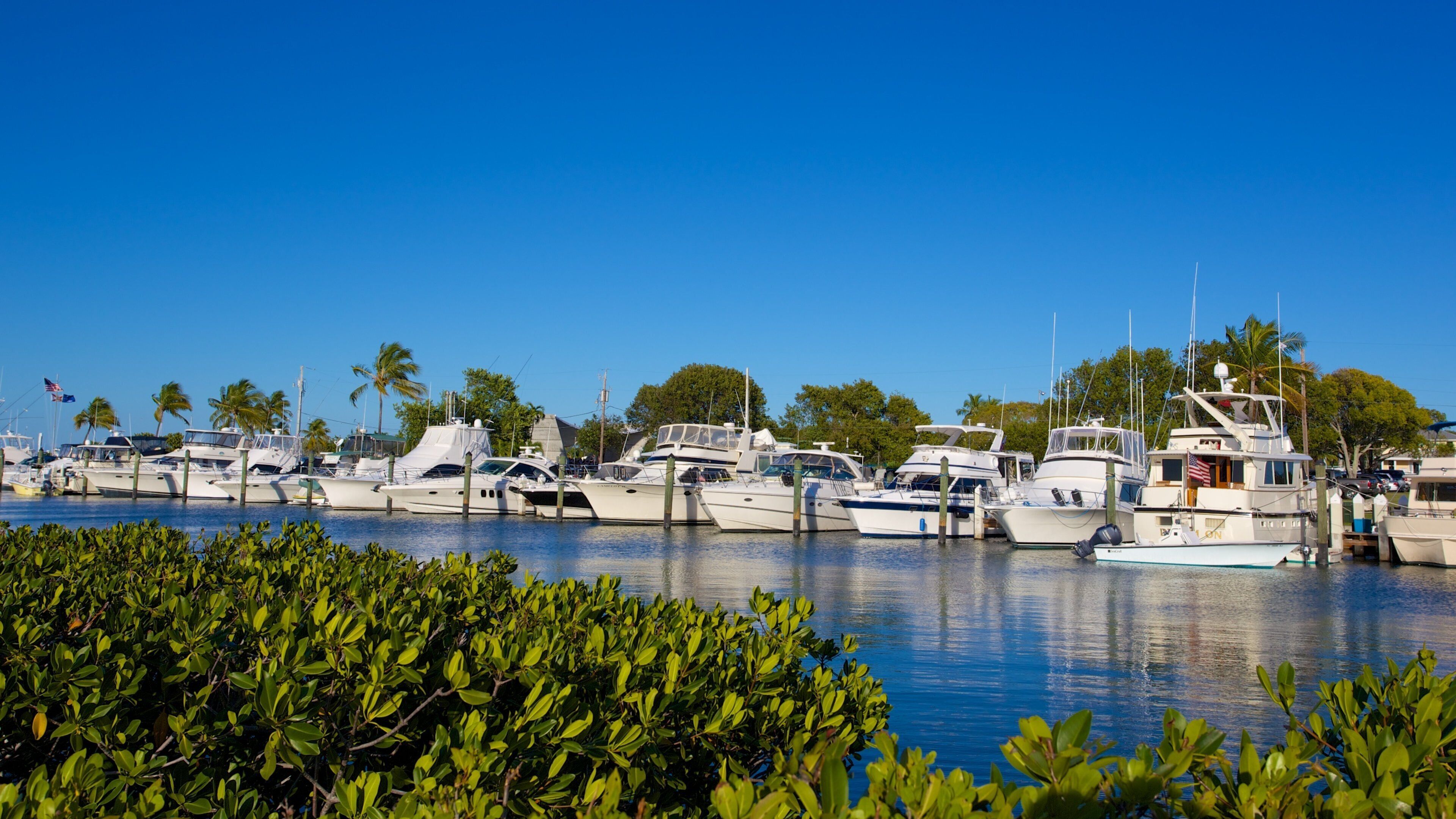 Islamorada featuring mangroves, general coastal views and a marina