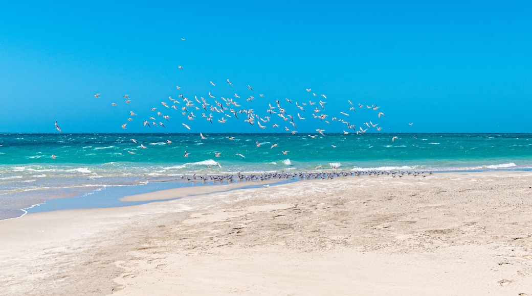 Swarm of seagulls at beach of Coral Bay starting to take off