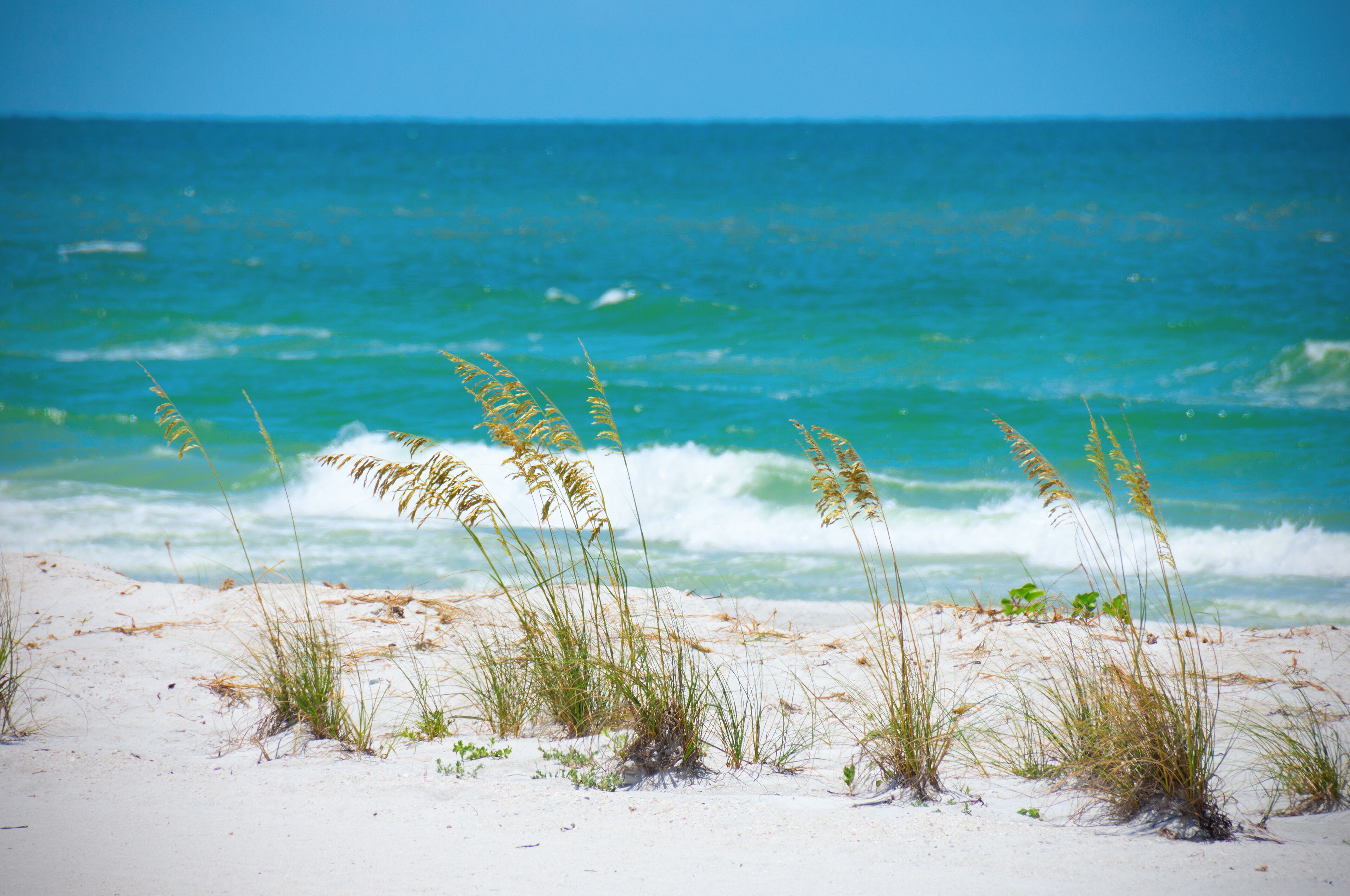 Beautiful sea oats along aqua colored ocean shoreline with waves