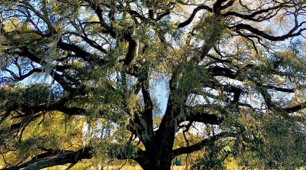 This tree was planted the year the US became a nation. The oak is absolutely massive. Great spot WAY off the highway.