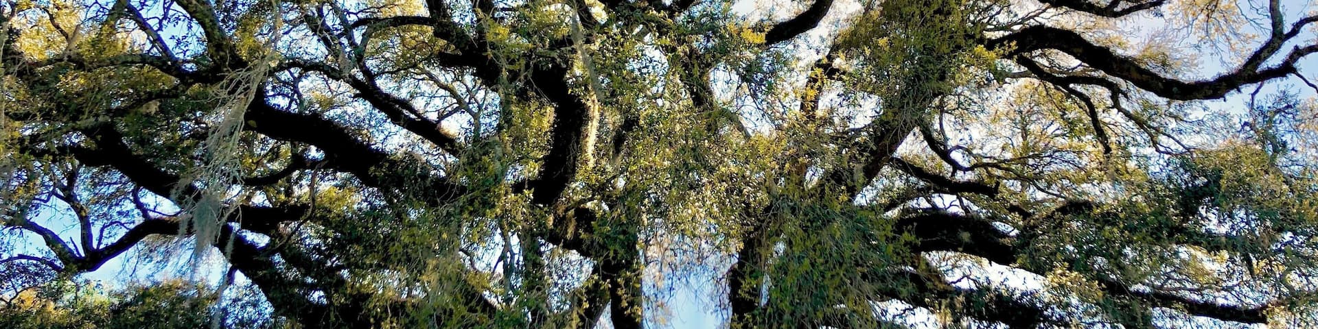 This tree was planted the year the US became a nation. The oak is absolutely massive. Great spot WAY off the highway.