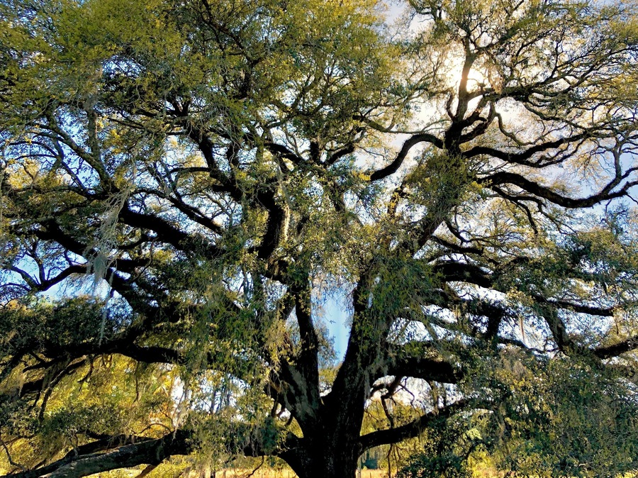 This tree was planted the year the US became a nation. The oak is absolutely massive. Great spot WAY off the highway.