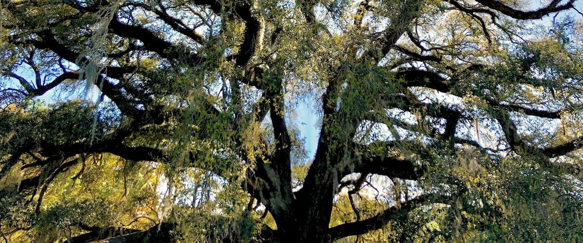 A large tree with sprawling branches and dense foliage.