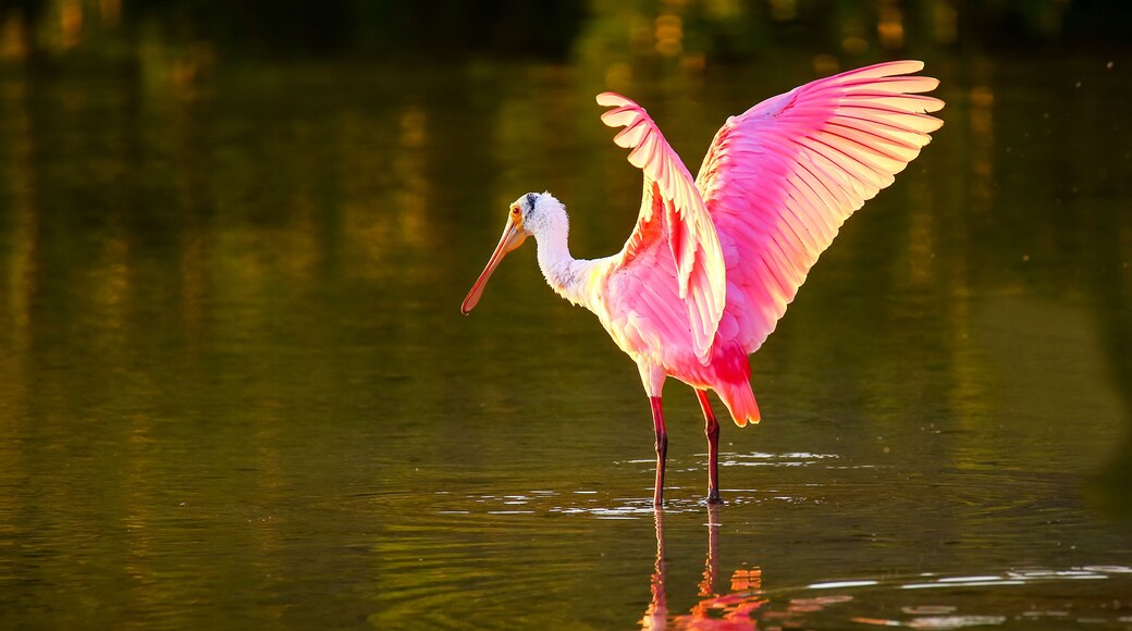 Roseate spoonbill (Platalea ajaja)