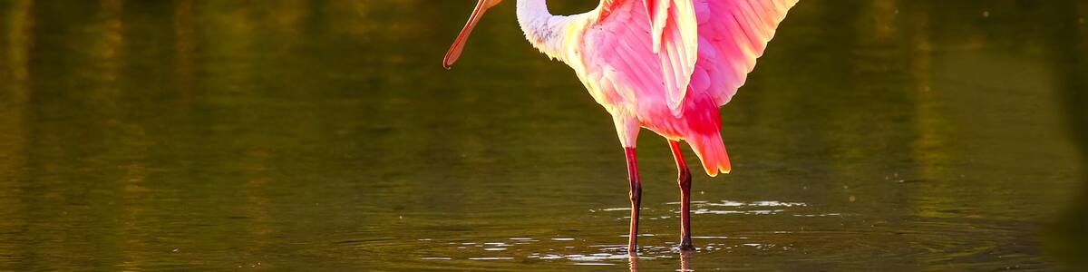 Roseate spoonbill (Platalea ajaja)