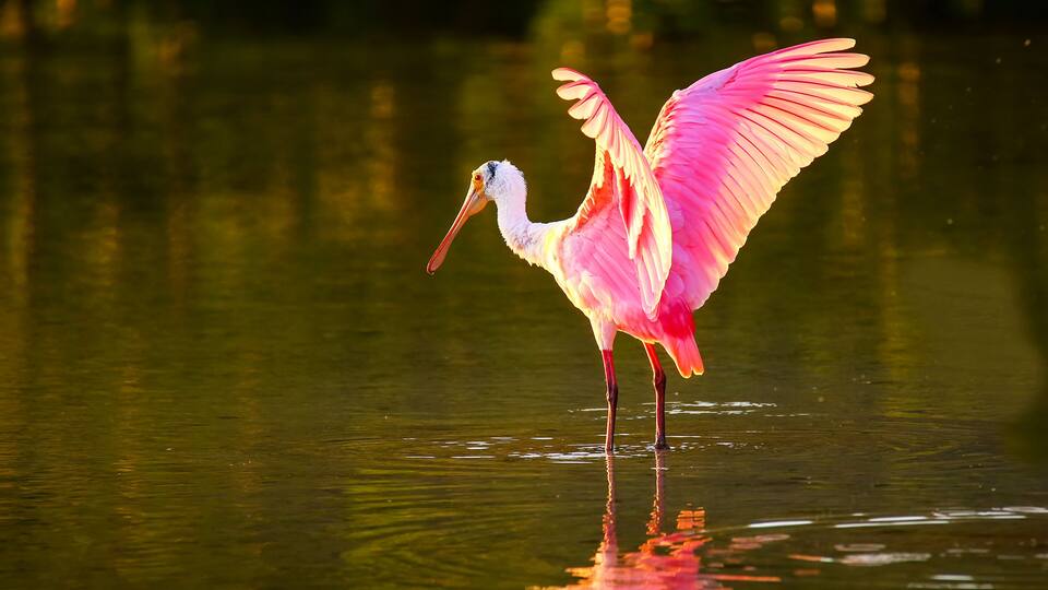 A pink flamingo standing in water with its wings spread.