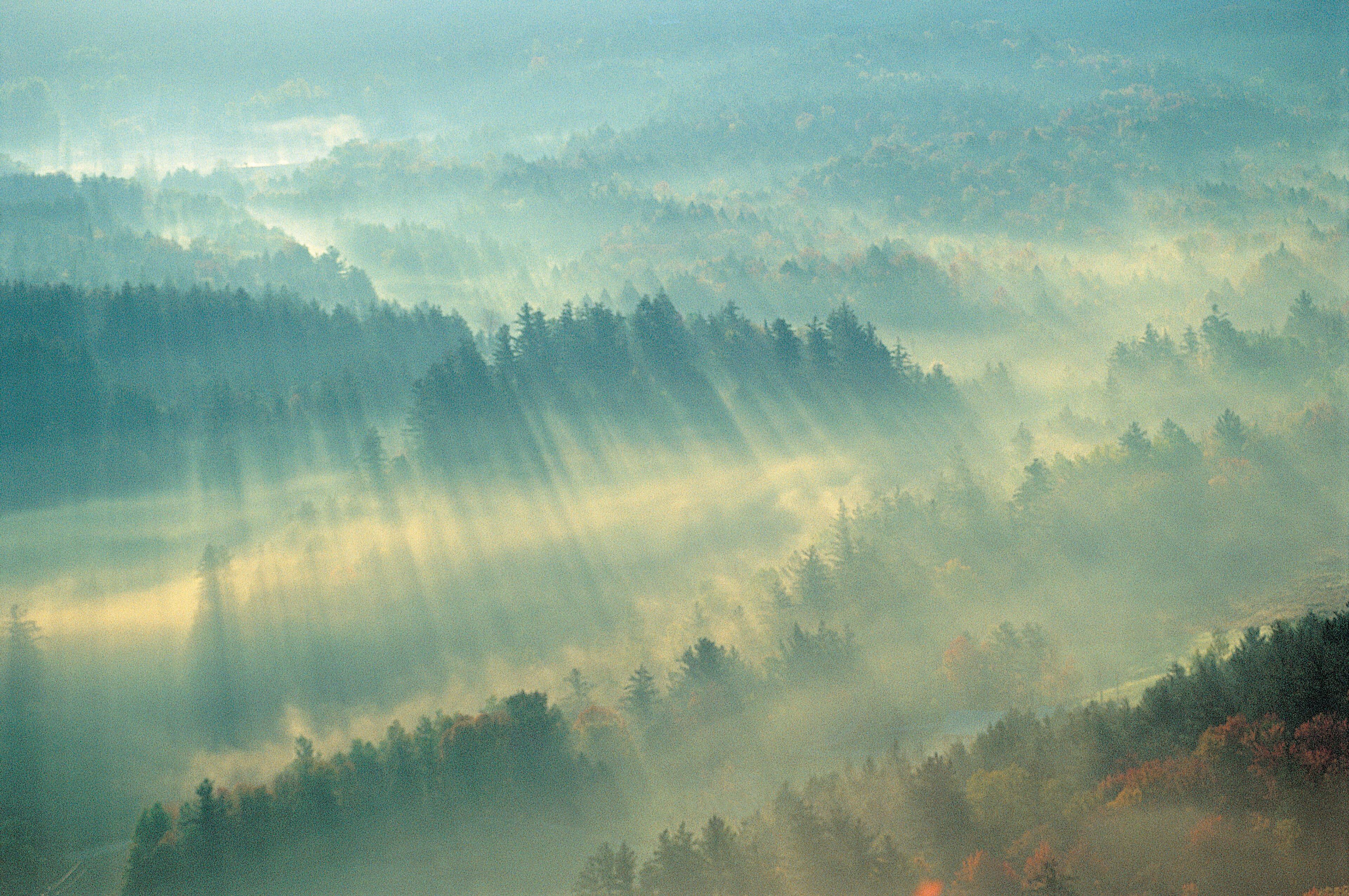 A forest with sunlight filtering through the trees.