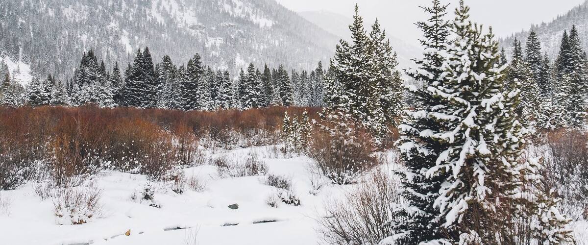 A snowy mountain landscape with evergreen trees and a clear sky.