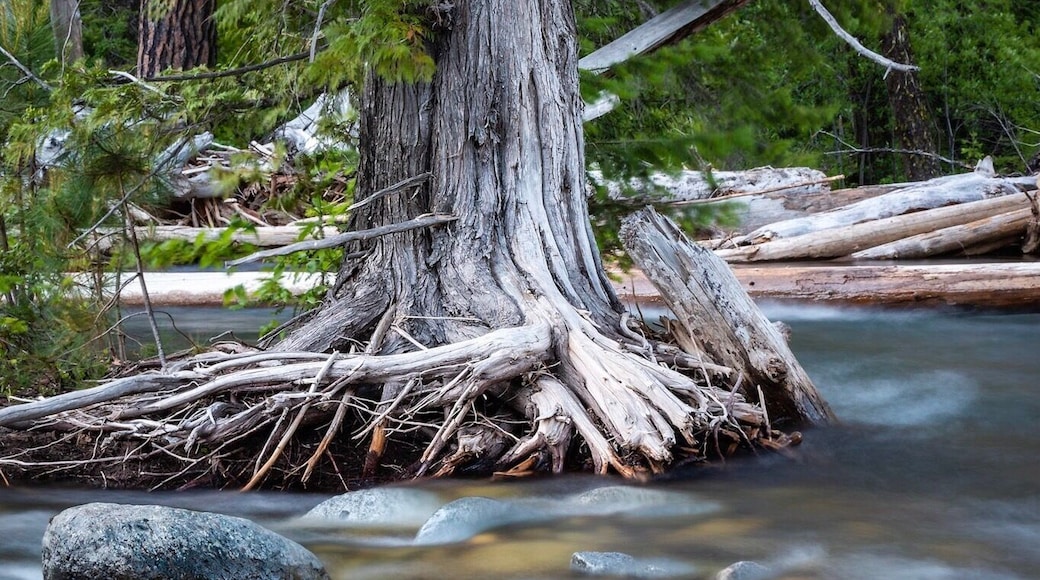 easy hike with great views of Icicle Creek.
Icicle gorge trail
#camping #hiking #pacificnorthwest