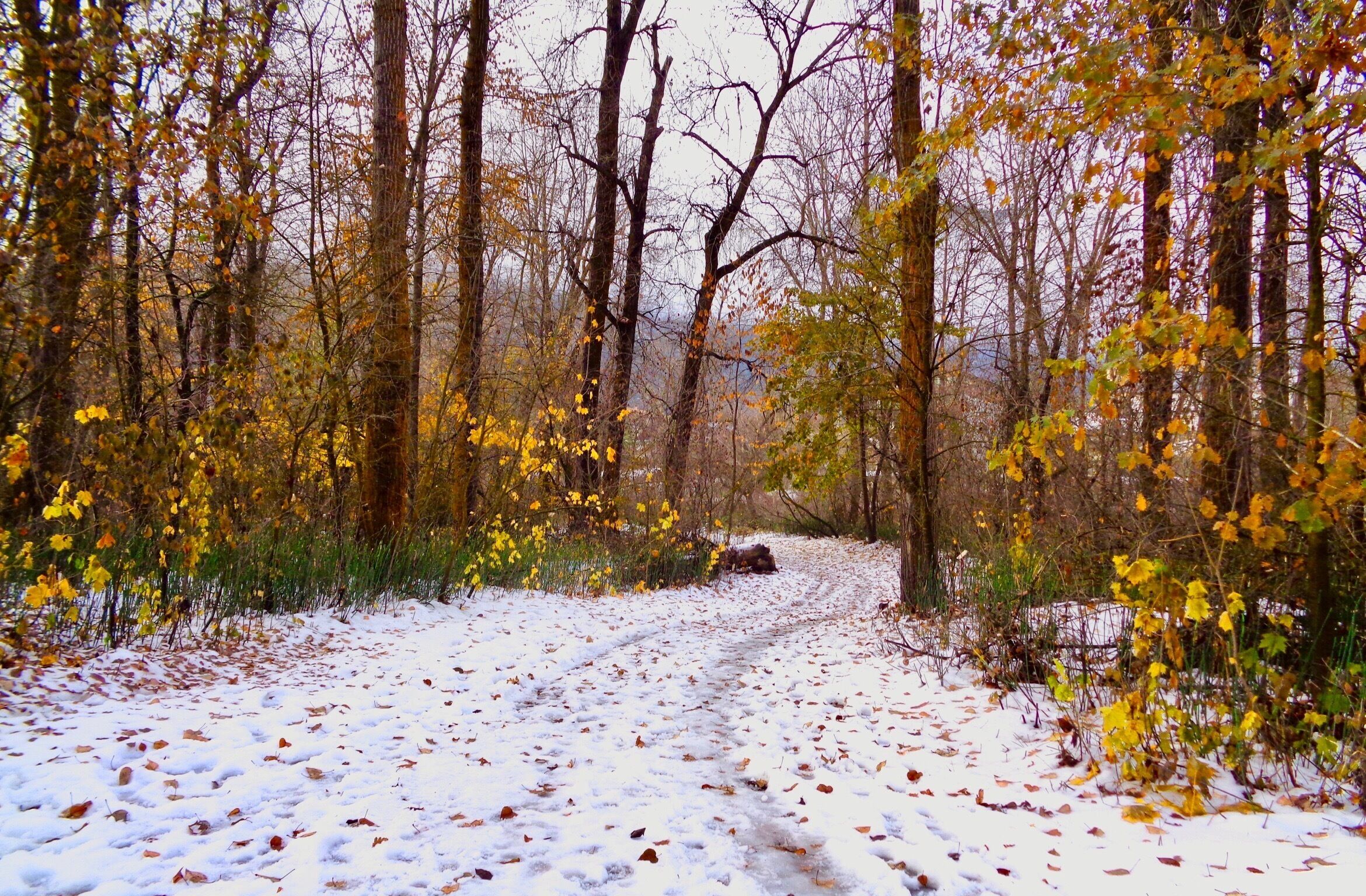 แม่น้ําเวนาชี