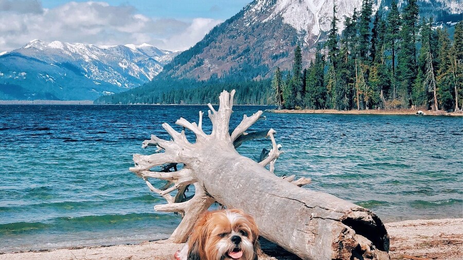 Spring is Here #mountains #colorful #pets #animal #spring