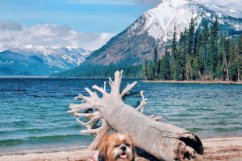 Ein Hund auf einer hölzernen Pier an einem See, mit einem großen Baumstamm, schneebedeckten Bergen und immergrünen Bäumen im Hintergrund.