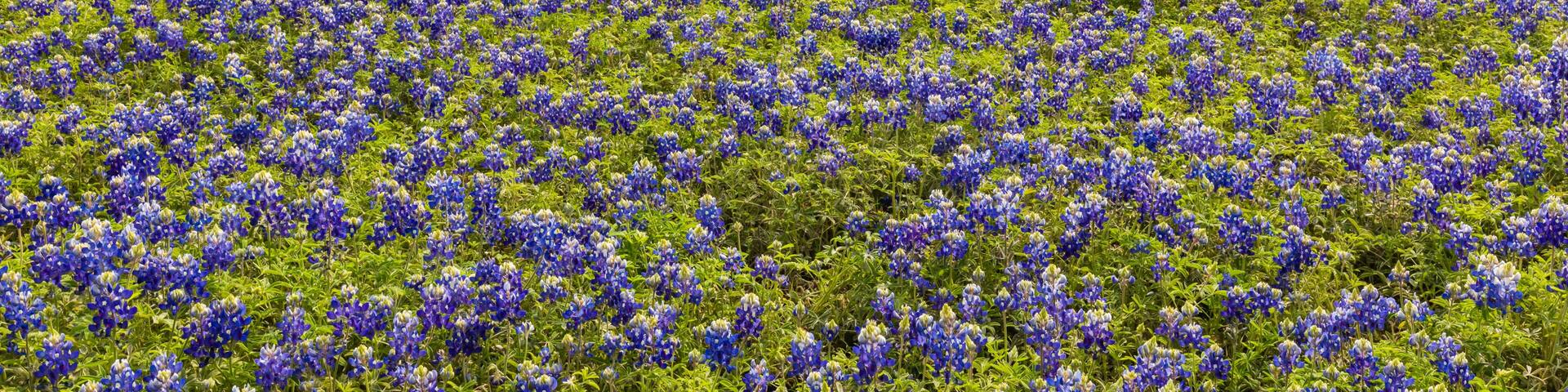 Texas bluebonnets near Lago Vista Texas at Turkey Bend on Lake Travis