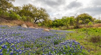 Texas bluebonnets near Lago Vista Texas at Turkey Bend on Lake Travis