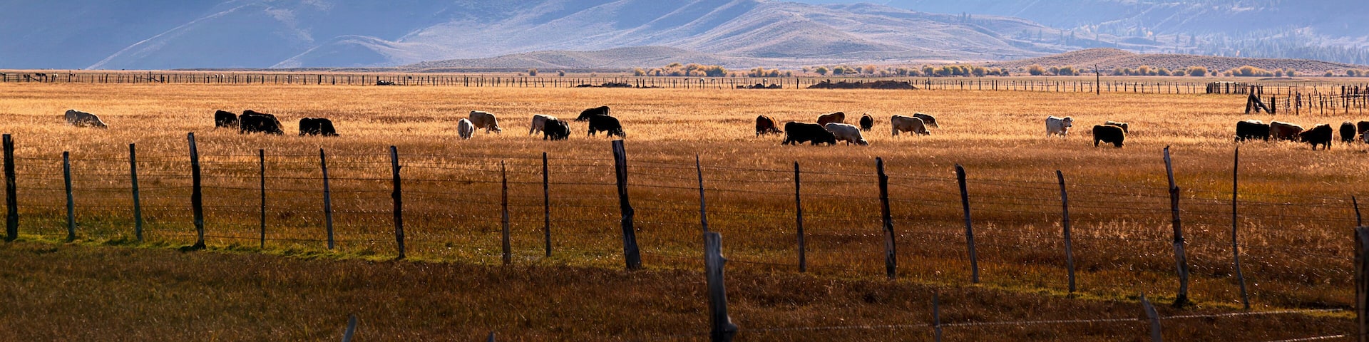 The Sierra Nevada Sawtooth Ridge, cattle on range land from Highway 395, Hoover Wilderness, Humboldt-Toiyabe National Forest, Eastern edge of Yosemite National Park, near Bridgeport, California
