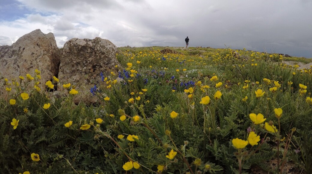 Wildflowers on the top of the world!
Above the timber line, you'll see fields of rocks and wildflowers at the 10,900-foot summit of the Beartooth Parkway, north of Yellowstone National Park.
Beartooth Parkway is an absolutely thrilling scenic drive over beautiful mountains that mark the Continental Divide in Montana.
Read my blog post about our adventures in Yellowstone and Glacier!
http://rvluckyorwhat.com/2015/07/24/close-encounters-of-the-wildlife-kind/
#USTravel #wildflowers #NationalPark #mountains #roadtrip