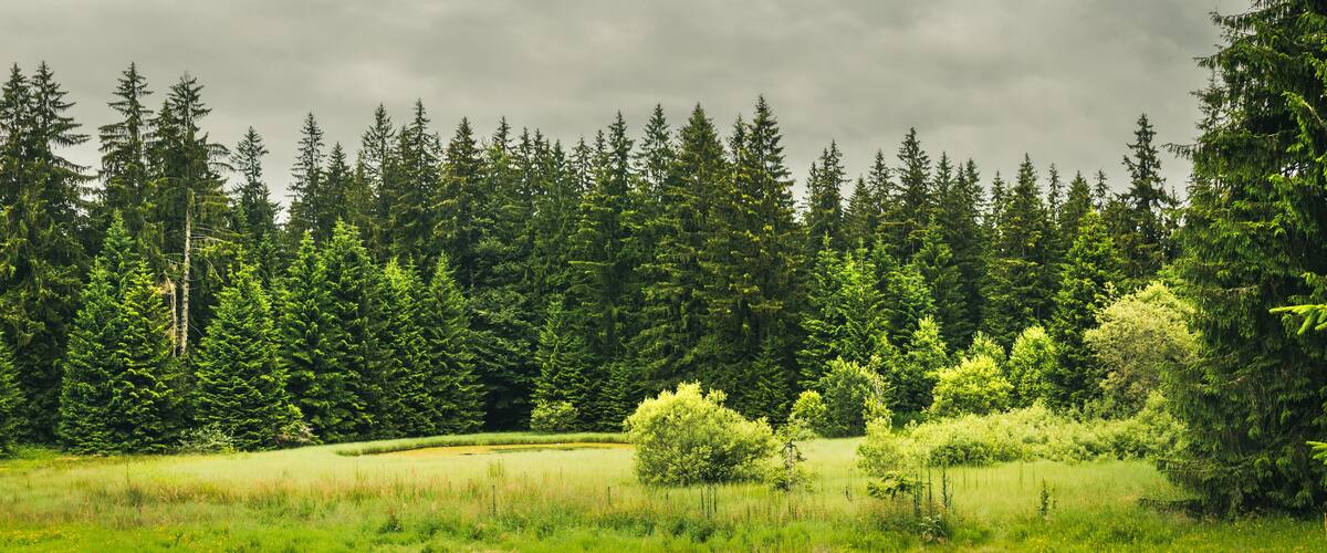 A dense forest with a variety of coniferous trees and a small clearing with grass and a few scattered trees.