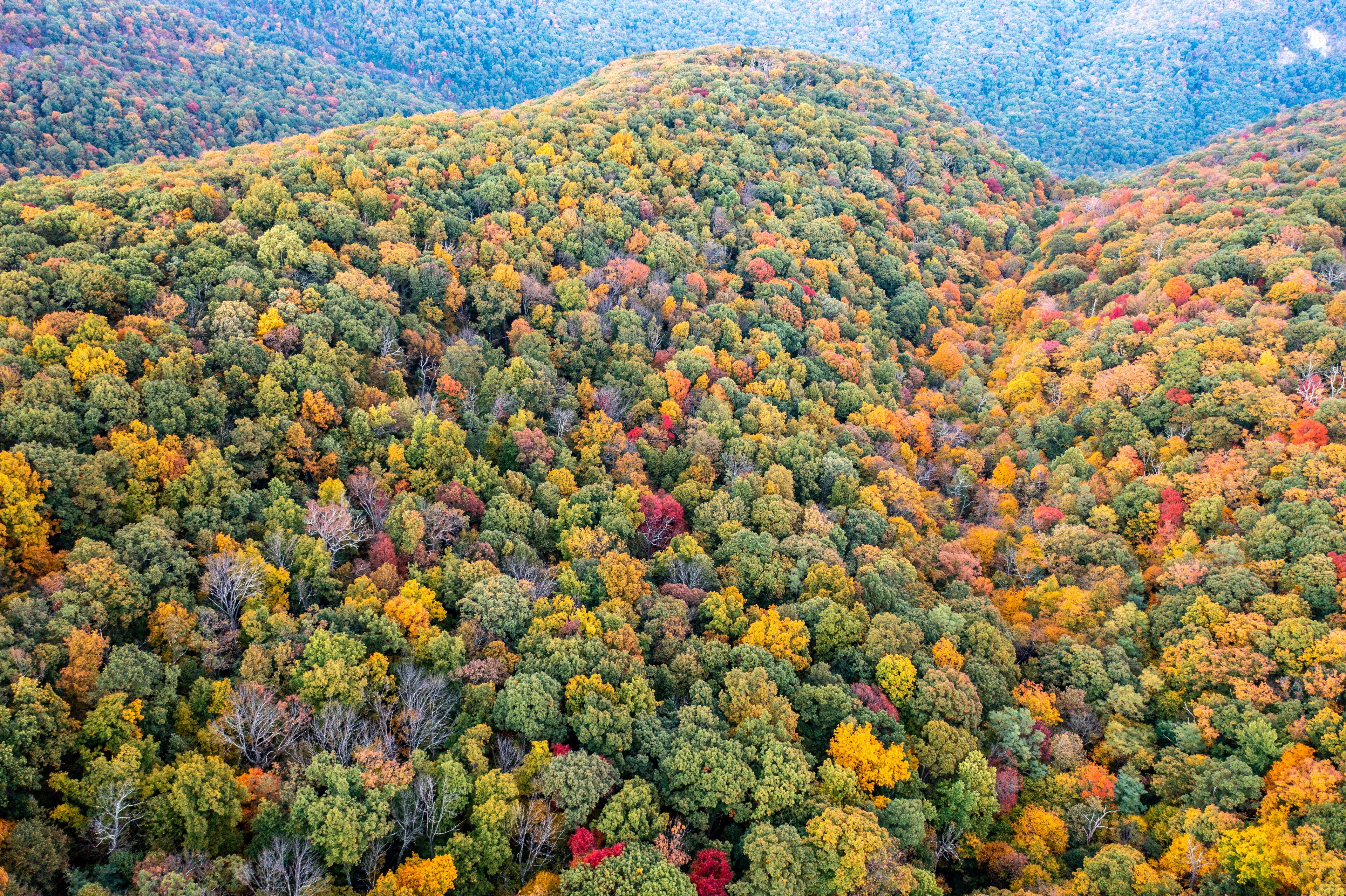 Aerial View of a Mountain Top in Virginia in Autumn with the Leaves Changing Color and Forest