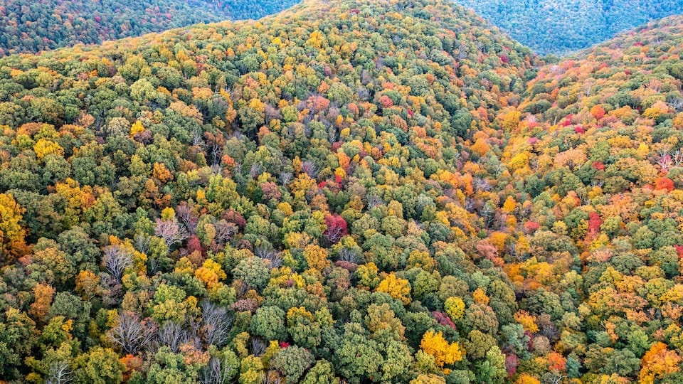 A dense forest with a variety of trees displaying autumn colors.
