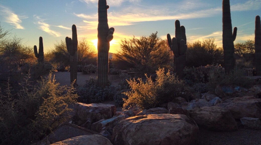 Dusk among cactus giants at the Riparian Preserve in Gilbert, AZ. #roadtrip #alwaysexplore