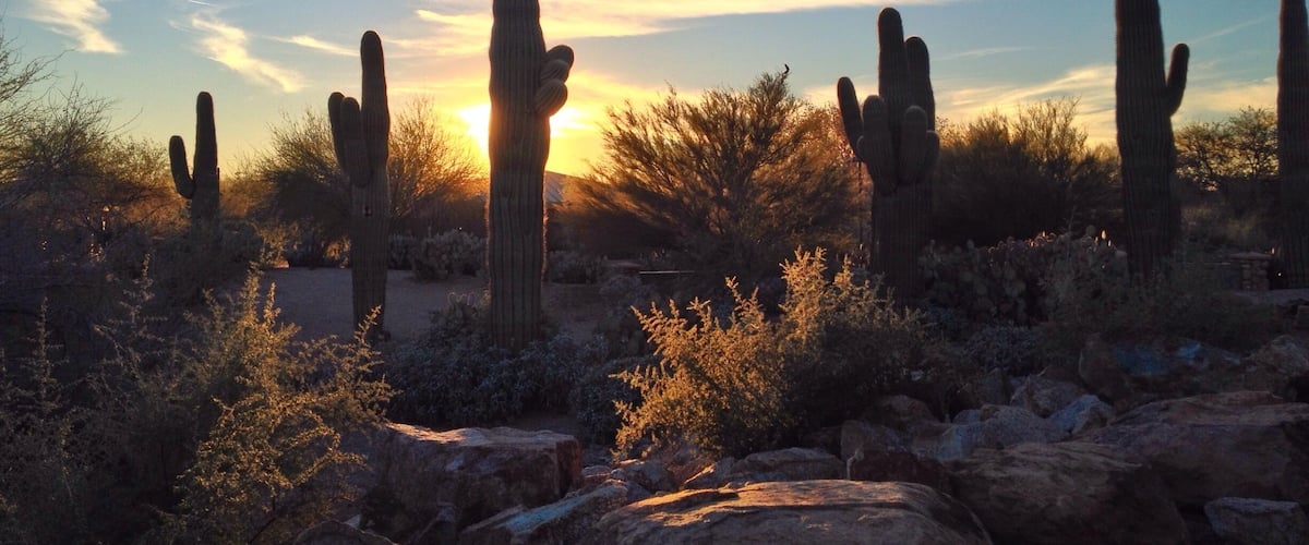 Dusk among cactus giants at the Riparian Preserve in Gilbert, AZ. #roadtrip #alwaysexplore