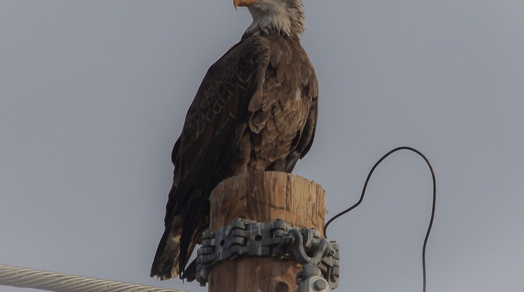 Bald eagle at Gilbert water ranch. This was my first bald eagle in the wild. What an amazing and beautiful bird #wildlife
