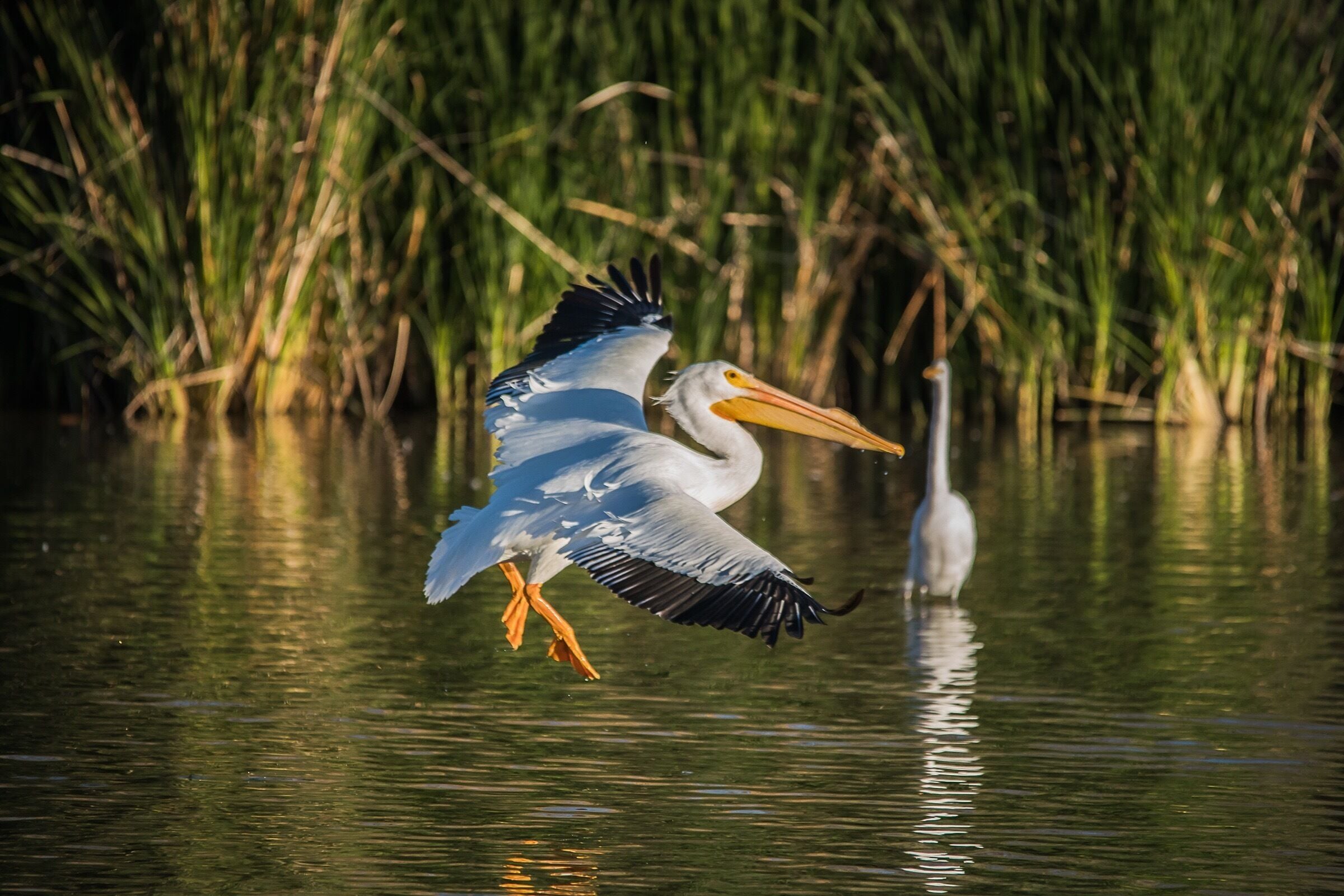 Pelican shot at Gilbert water ranch. Been seeing a lot of them lately. #wildlife